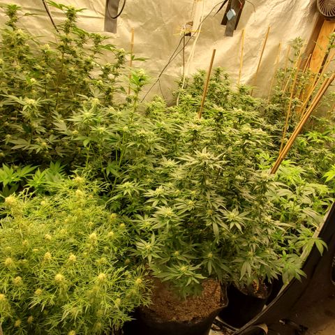 Ice cream cake growlog timeline photo