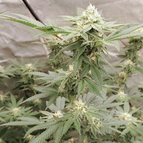 Humboldt Headband growlog timeline photo