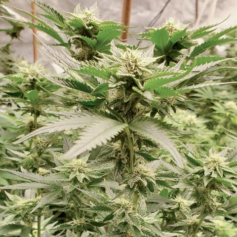 Ice cream cake growlog timeline photo