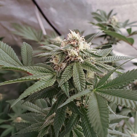 Humboldt Headband growlog timeline photo