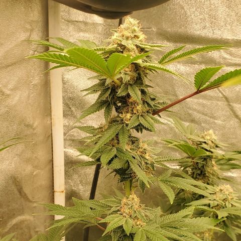 Humboldt Headband growlog timeline photo