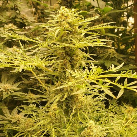 Freak Show #1 growlog timeline photo