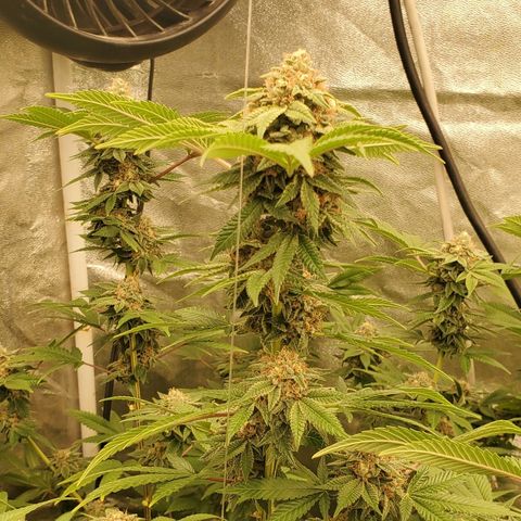 Humboldt Headband growlog timeline photo