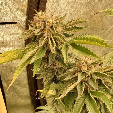 Ice cream cake growlog timeline photo