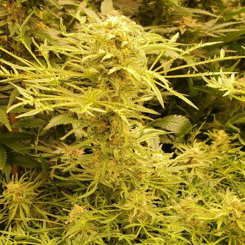 Freak Show #1 growlog timeline photo