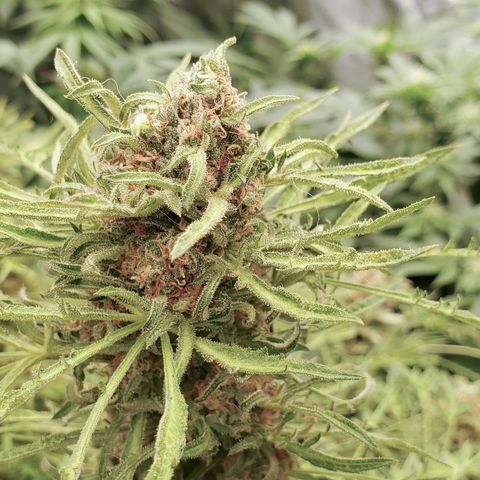 Freak Show #1 growlog timeline photo