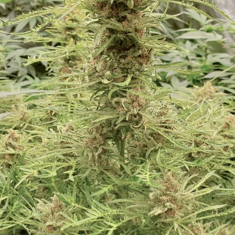 Freak Show #1 growlog timeline photo