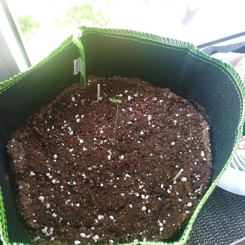 Shogun #2 growlog timeline photo