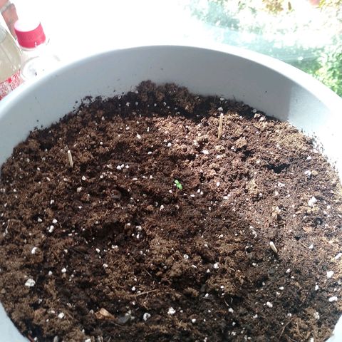 Shogun growlog timeline photo