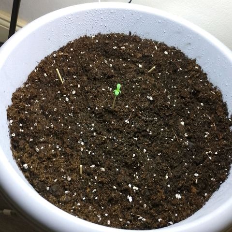Shogun growlog timeline photo