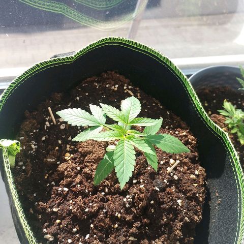 Royal Runtz #1 growlog timeline photo
