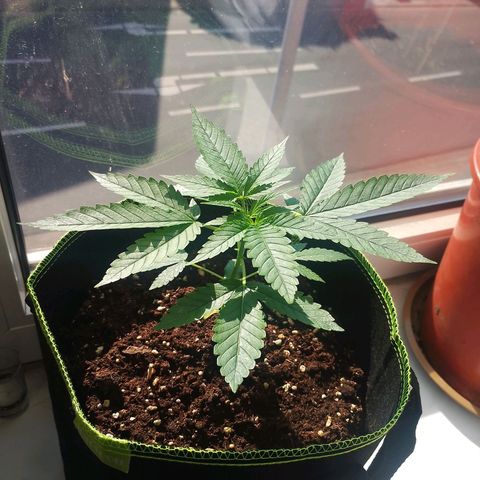 Royal Runtz #1 growlog timeline photo