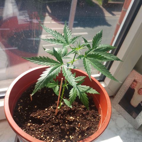 Wedding Cake autoflowering  growlog timeline photo