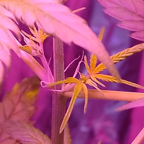 Wedding Cake autoflowering  growlog timeline photo