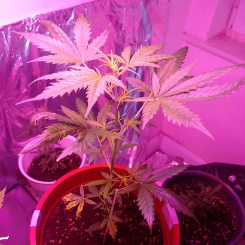 Wedding Cake autoflowering  growlog timeline photo