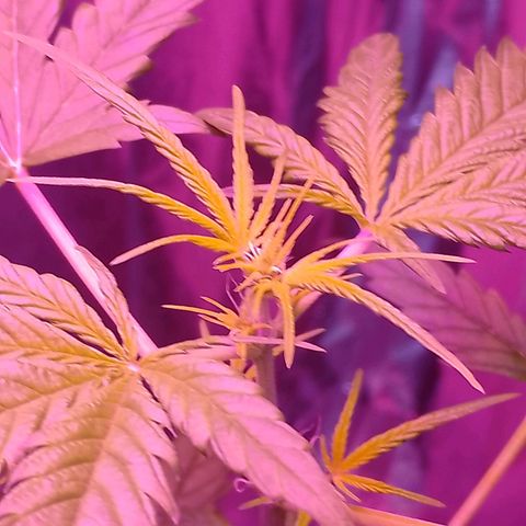 Wedding Cake autoflowering  growlog timeline photo