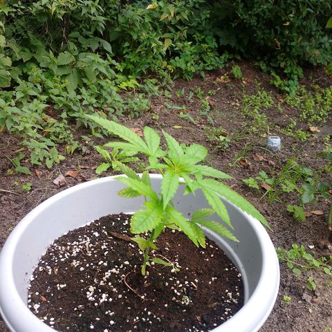 Shogun growlog timeline photo