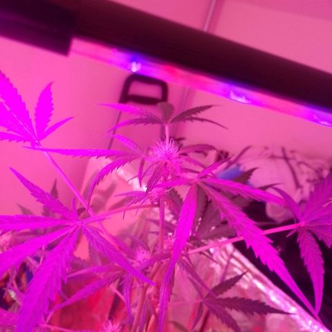 Wedding Cake autoflowering  growlog timeline photo