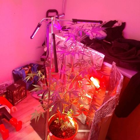 Wedding Cake autoflowering  growlog timeline photo