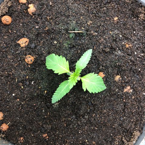 Génétique inconnue growlog timeline photo