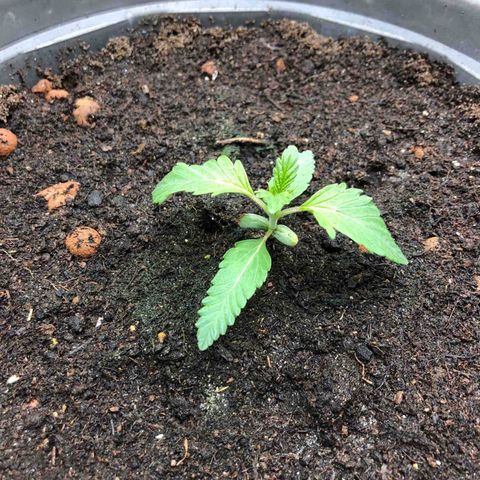 Génétique inconnue growlog timeline photo