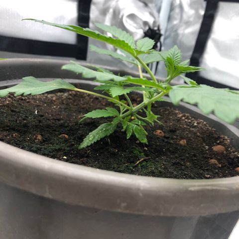 Génétique inconnue growlog timeline photo