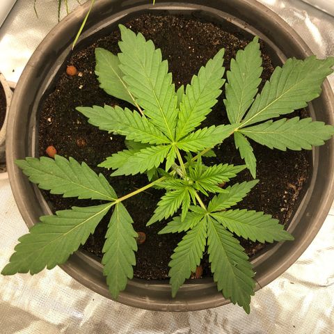 Génétique inconnue growlog timeline photo