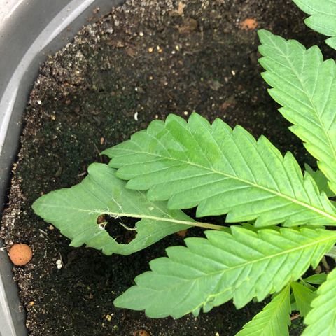 Génétique inconnue growlog photo: Attaque de gasteropode 