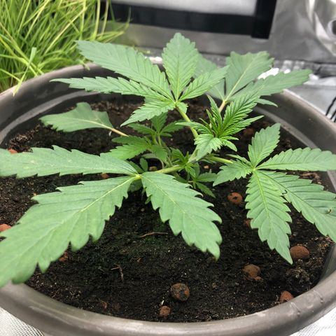 Génétique inconnue growlog timeline photo