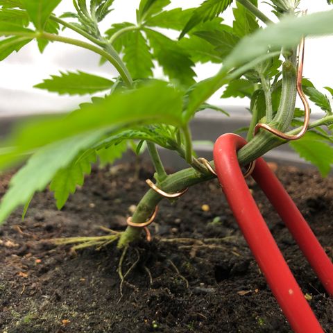 Génétique inconnue growlog photo: Lst + Défoliation 