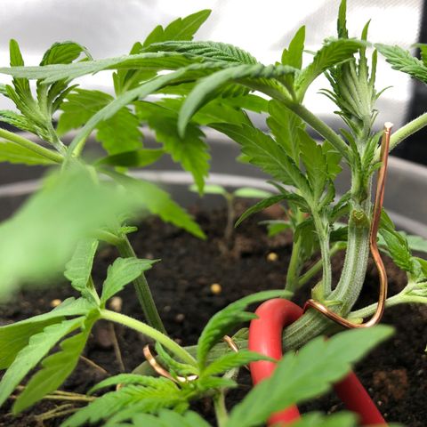 Génétique inconnue growlog photo: Lst + Défoliation 