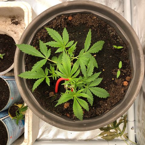 Génétique inconnue growlog photo: Lst + Défoliation 