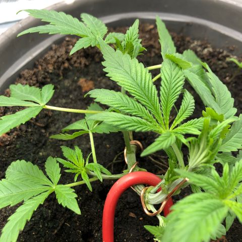 Génétique inconnue growlog photo: Lst + Défoliation 