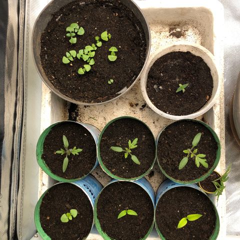 Génétique inconnue growlog timeline photo