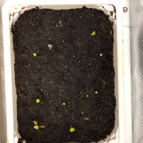 Génétique inconnue growlog timeline photo
