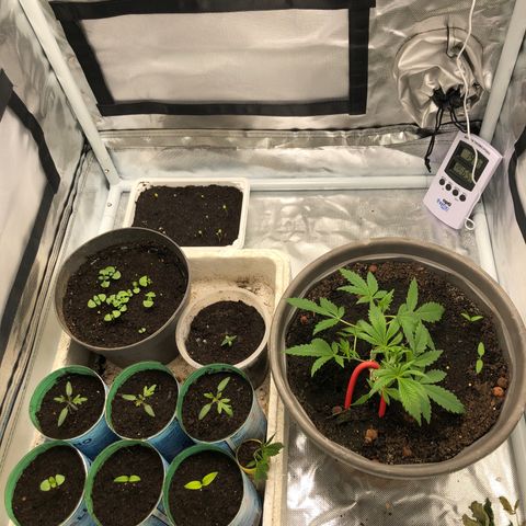 Génétique inconnue growlog timeline photo