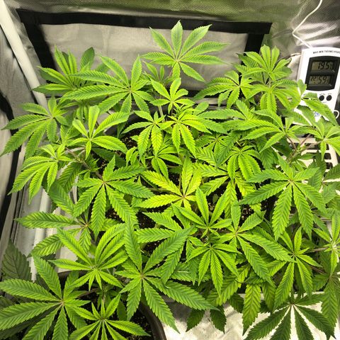 Génétique inconnue growlog timeline photo