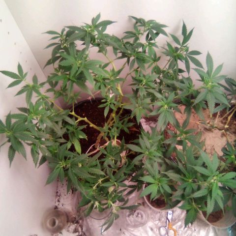 Mothers growlog photo: 714-sweetiezgas(nb)-Weekend