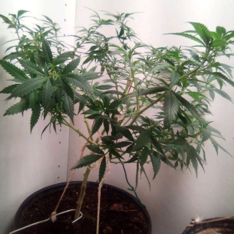 Mothers growlog photo: 714-sweetiezgas(nb)-Weekend