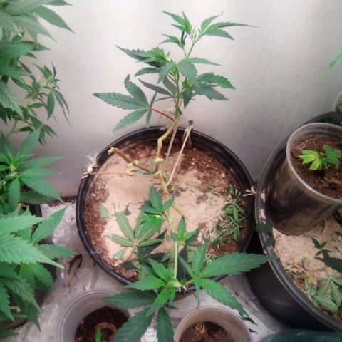 Mothers growlog photo: 714-sweetiezgas(nb)-Weekend