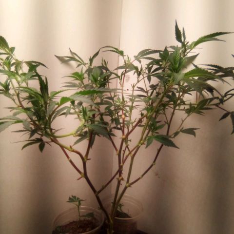 Mothers growlog photo: 714-sweetiezgas(nb)-Weekend
