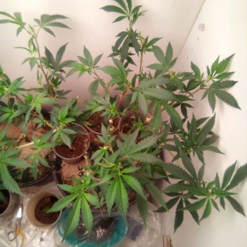 Mothers growlog photo: 714-sweetiezgas(nb)-Weekend