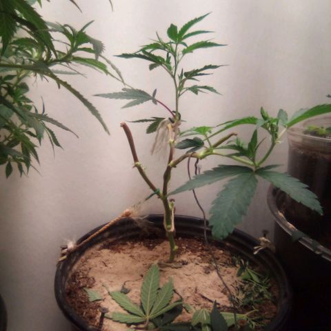 Mothers growlog photo: 714-sweetiezgas(nb)-Weekend