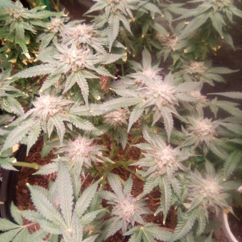 Mothers growlog timeline photo