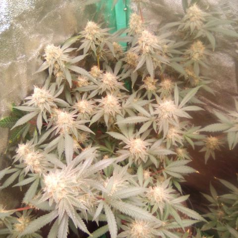 Mothers growlog timeline photo