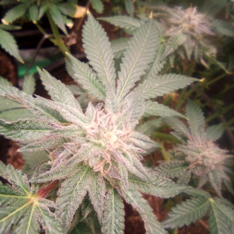 Mothers growlog timeline photo