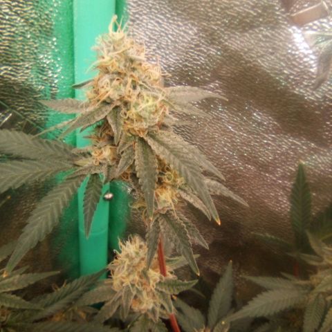 Mothers growlog timeline photo