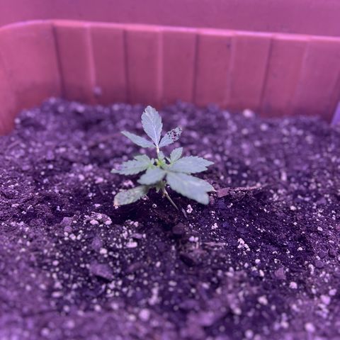 Bobby D’s Zkittlez growlog timeline photo