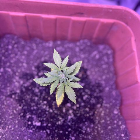 Bobby D’s Zkittlez growlog timeline photo