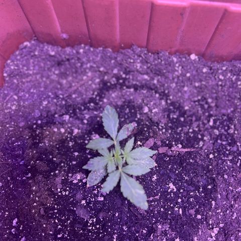 Bobby D’s Zkittlez growlog timeline photo